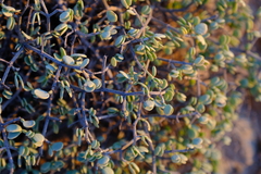 Tetraena longicapsularis