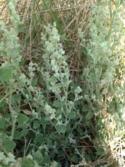 Chenopodium desiccatum