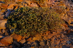 Tetraena longicapsularis