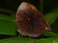 Bia actorion