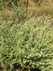 Chenopodium desiccatum