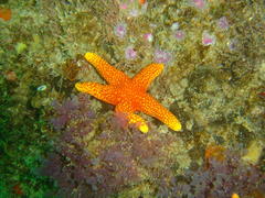Fromia schultzei