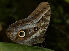 Caligo idomeneus