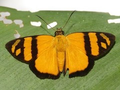 Entheus aureolus