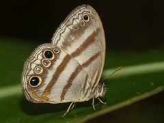 Magneuptychia fugitiva