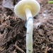 Psilocybe natalensis - Photo (c) lizziepop, some rights reserved (CC BY-NC)