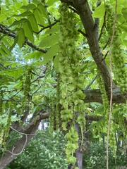 Pterocarya