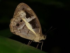 Posttaygetis penelea