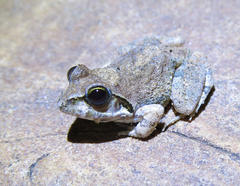 Tomopterna natalensis