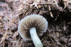 Psilocybe natalensis