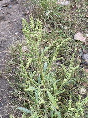 Atriplex patens