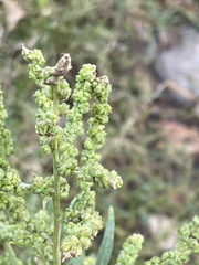 Atriplex patens
