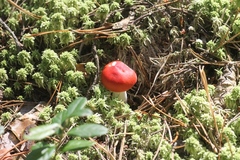 Russula helodes