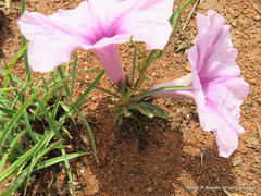 Ipomoea bolusiana