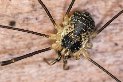 Saddleback Harvestman, Малые Колпаны, Ленинградская обл., Россия, 188349, photo 6 of 10