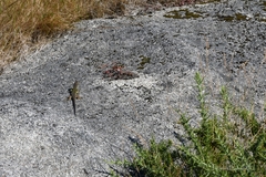 Timon lepidus ibericus