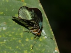 Dynamine chryseis