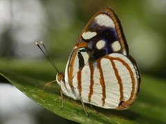 Dynamine chryseis
