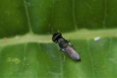 Diptera