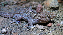 Chondrodactylus turneri