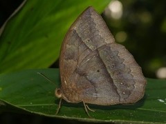 Taygetis mermeria