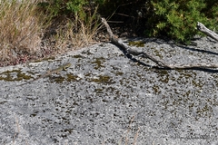 Timon lepidus ibericus