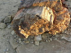 Australoxylon teixeirae