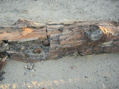 Australoxylon teixeirae