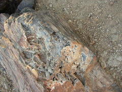 Australoxylon teixeirae