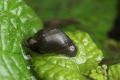 Gastropoda