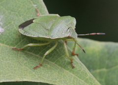 Palomena viridissima