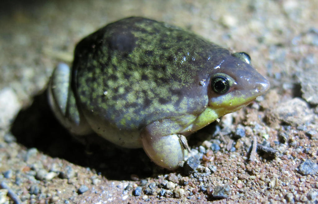 Shovelnose Frogs
