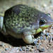 Shovelnose Frogs - Photo (c) Ryan van Huyssteen, some rights reserved (CC BY-SA), uploaded by Ryan van Huyssteen