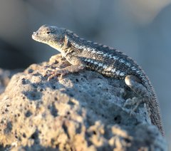 Microlophus bivittatus