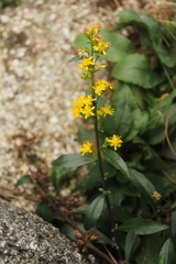Solidago leiocarpa