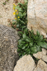 Solidago leiocarpa