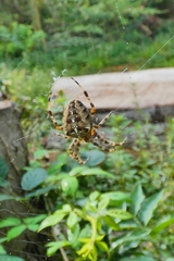 Araneus diadematus