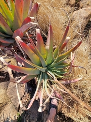 Aloe mutabilis