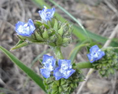 Cyanotis speciosa