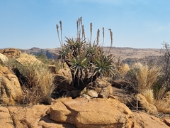 Aloe mutabilis