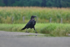 Corvus corone