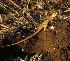 Microlophus bivittatus