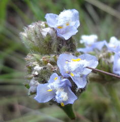 Cyanotis speciosa