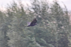 Corvus corone
