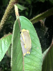 Dendropsophus bifurcus