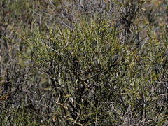 Lacomucinaea lineata