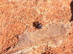 Tyrus mucronatus