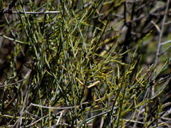 Lacomucinaea lineata