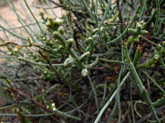 Thesium flexuosum