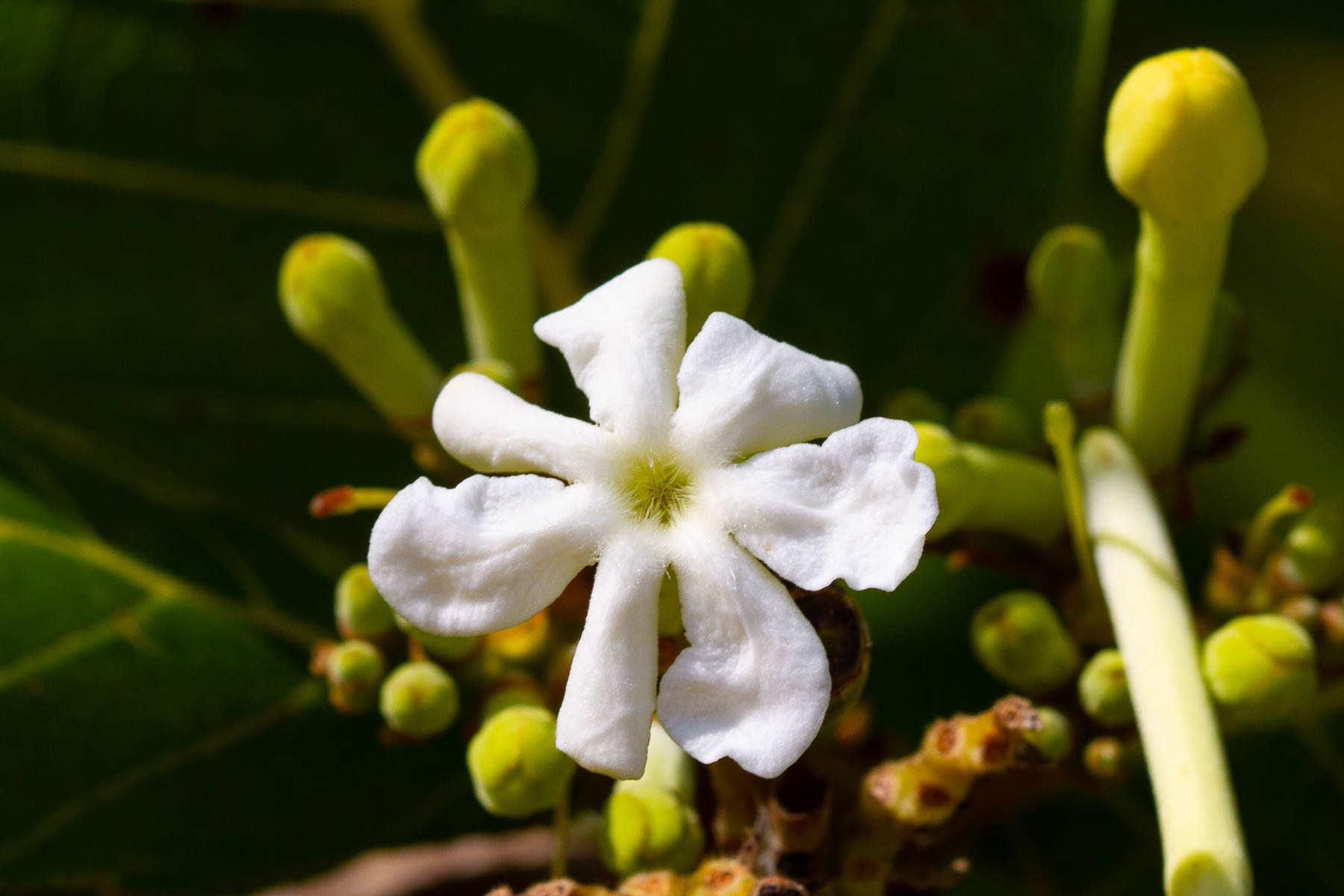 Guettarda speciosa